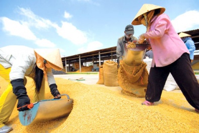 Đông Nam Á bỏ đi 180 triệu tấn gạo/năm